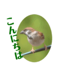 nanda birds 4（個別スタンプ：1）