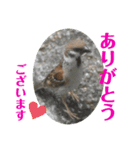 nanda birds 4（個別スタンプ：4）