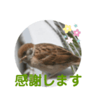 nanda birds 4（個別スタンプ：5）