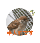 nanda birds 4（個別スタンプ：7）