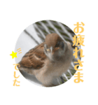 nanda birds 4（個別スタンプ：8）