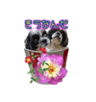 箱から飛び出す感じの愛犬（個別スタンプ：25）