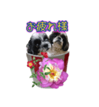 箱から飛び出す感じの愛犬（個別スタンプ：26）