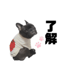 ぽんたろちゃん（個別スタンプ：5）