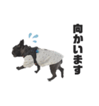 ぽんたろちゃん（個別スタンプ：13）