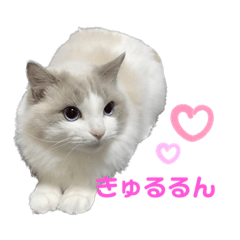 [LINEスタンプ] ラグドールのてんちゃん2