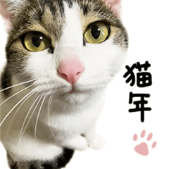 [LINEスタンプ] 白キジ猫ぼっちゃんのお正月(改)