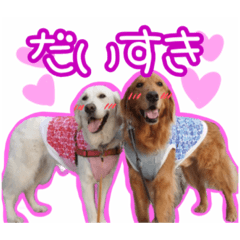 [LINEスタンプ] なかよしゴールデンレトリバーのモア＆こと