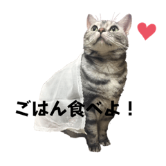 [LINEスタンプ] こむぎときなこのスタンプ