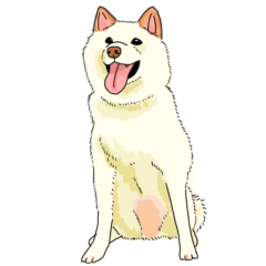 [LINEスタンプ] 白柴 柴犬スタンプ