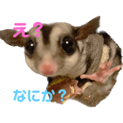 [LINEスタンプ] ファミリーあにまる