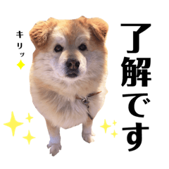 [LINEスタンプ] 鈴木チャコ
