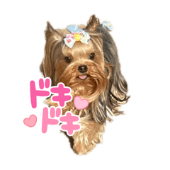 [LINEスタンプ] お転婆ヨーキー璃愛華＆愛望＆永愛