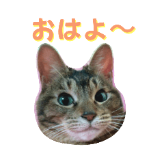 [LINEスタンプ] なまらめんこいニャンコスターズvol.1