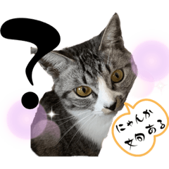 [LINEスタンプ] Y家の猫