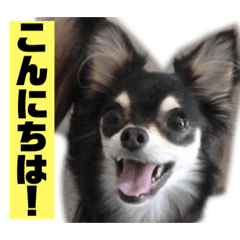 [LINEスタンプ] ルナちゃんすたんぷ。