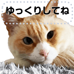 [LINEスタンプ] 笹かま猫のくまちゃんの画像（メイン）