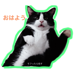 [LINEスタンプ] ここねこスタンプ