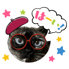 [LINEスタンプ] 可愛い猫と言葉