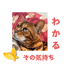 [LINEスタンプ] 共感を伝えたいときの猫スタンプ