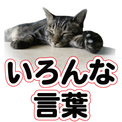 [LINEスタンプ] 日本の可愛い猫達の画像（メイン）