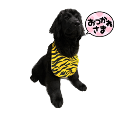 [LINEスタンプ] RAMちゃん♡ニューファンドランド犬(4ヶ月)