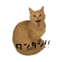 [LINEスタンプ] いえねこuni