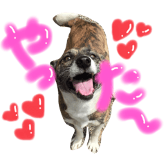 [LINEスタンプ] リン（柴犬と甲斐犬のハーフ）*ぷる文字