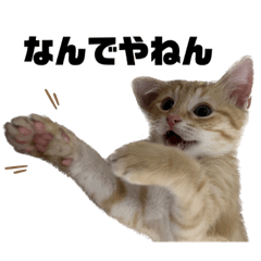 [LINEスタンプ] マンチカンの茶々丸です