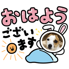 [LINEスタンプ] ジャックラッセルいとちゃんスタンプ