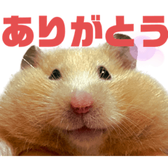 [LINEスタンプ] キンクマのもち様 vol.5