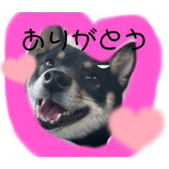 [LINEスタンプ] 山崎家のペット達