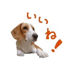 [LINEスタンプ] 困り顔ビーグルわんわのすたんぷ