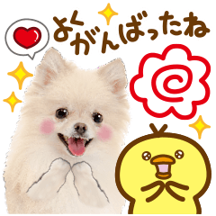 [LINEスタンプ] かわいい犬♡家族連絡♡ポメ♡ずっと使えるの画像（メイン）