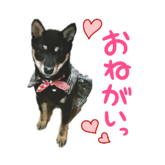 [LINEスタンプ] 黒豆柴のらんちゃん♡☆彡