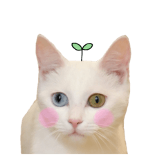 [LINEスタンプ] とろ様
