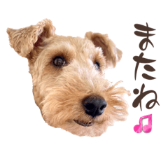 [LINEスタンプ] WelshTerrierのクルミちゃん2