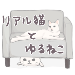 [LINEスタンプ] 【敬語】猫ねこ日和(リアル猫＆ゆるねこ)