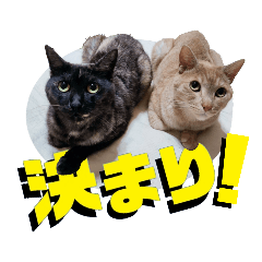 [LINEスタンプ] 双子の猫がいる生活