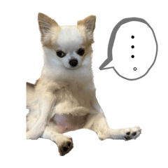 [LINEスタンプ] チワワのちろるちゃんスタンプ