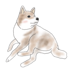 [LINEスタンプ] 柴犬のいる暮らし。