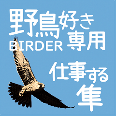 [LINEスタンプ] 仕事するハヤブサ 野鳥好き専用スタンプ02
