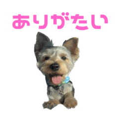 [LINEスタンプ] ヨーキーのとこちゃん2