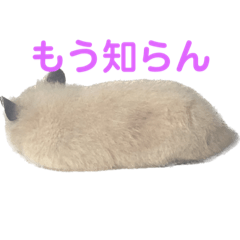 [LINEスタンプ] ハム庭スタンプ