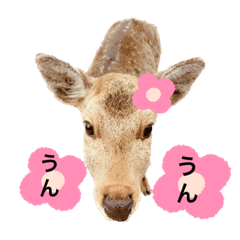[LINEスタンプ] 鹿ちゃんの可愛いスタンプ