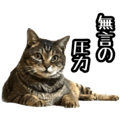 [LINEスタンプ] 実写！猫殿スタンプ
