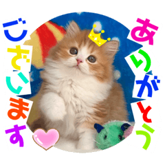 [LINEスタンプ] ねこまーち モコモコプリンスちゃん