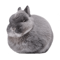 [LINEスタンプ] うさぎのこじろう