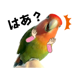 [LINEスタンプ] インコのセセリ♂13