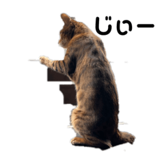 [LINEスタンプ] ガルさん
